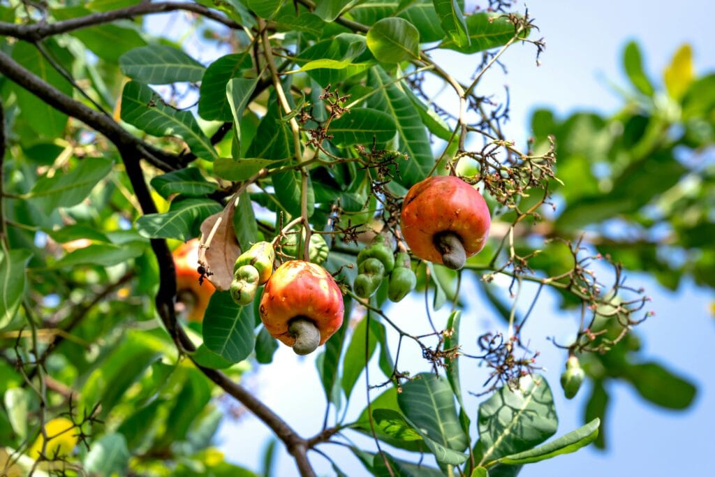 Colorful cashew fruit growing on a lush green tree, captured outdoors in natural light.